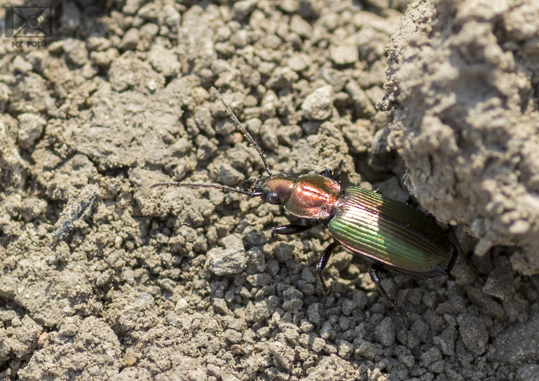 Agonum viridicupreum - rezeszöld kisfutó