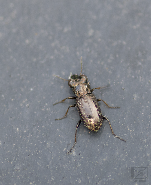 Notiophilus rufipes - vöröslábú szemesfutó