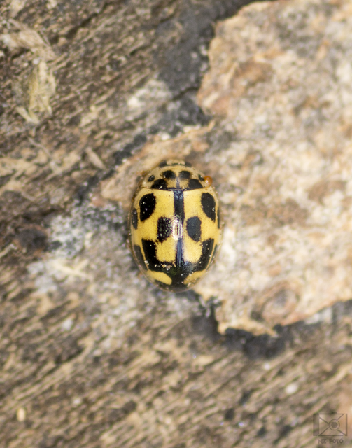 Propylea quatuordecimpunctata - tizennégypettyes füsskata