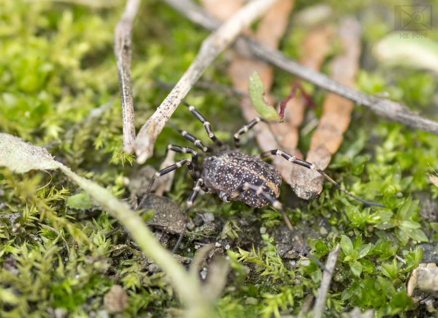 Egaenus convexus