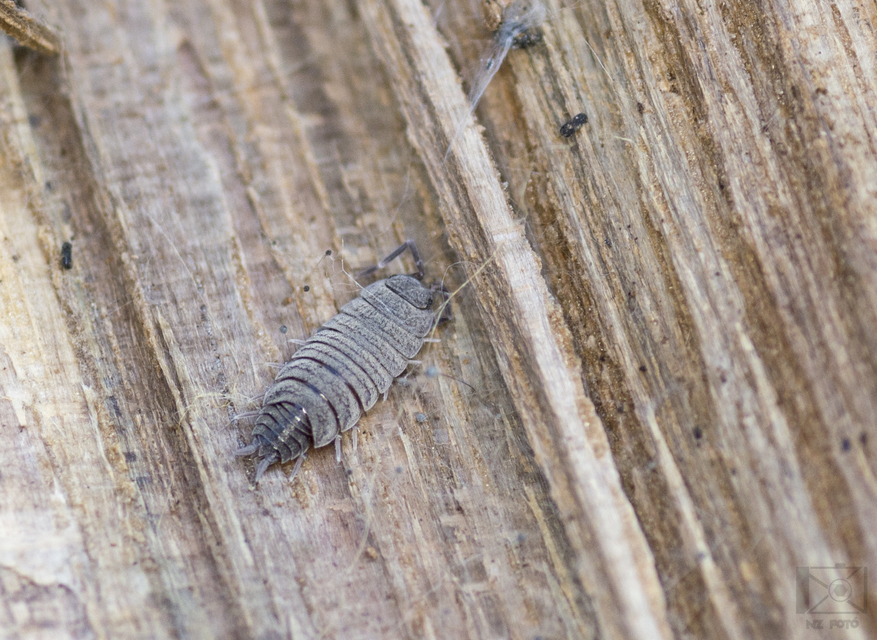 Porcellionides pruinosus - hamvas ászka Porcellionides pruinosus - hamvas ászka