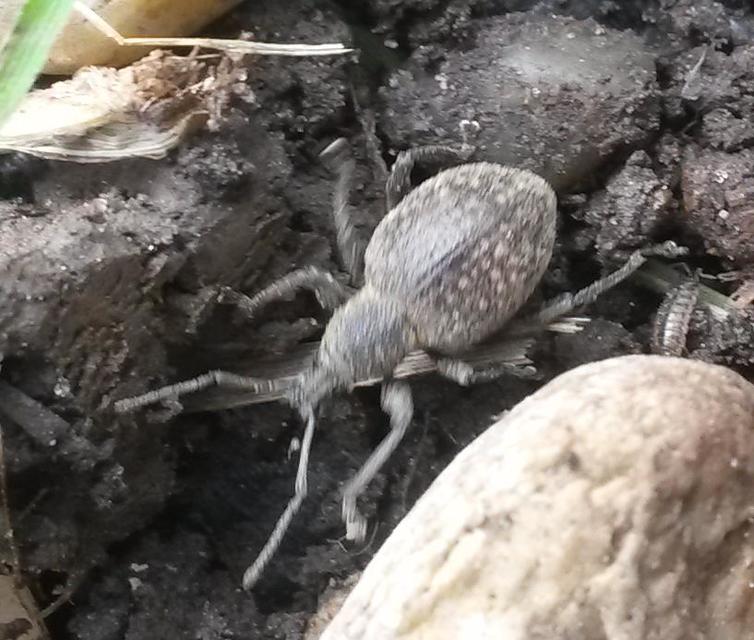 Otiorhynchus armadillo - katonás gyalogormányos