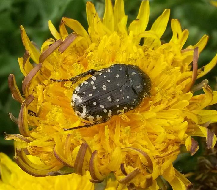 Oxythyrea funesta - sokpettyes virágbogár