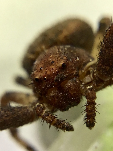 Xysticus