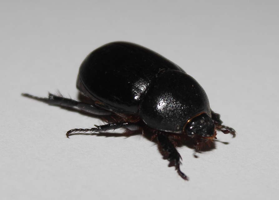 Pentodon idiota - butabogár