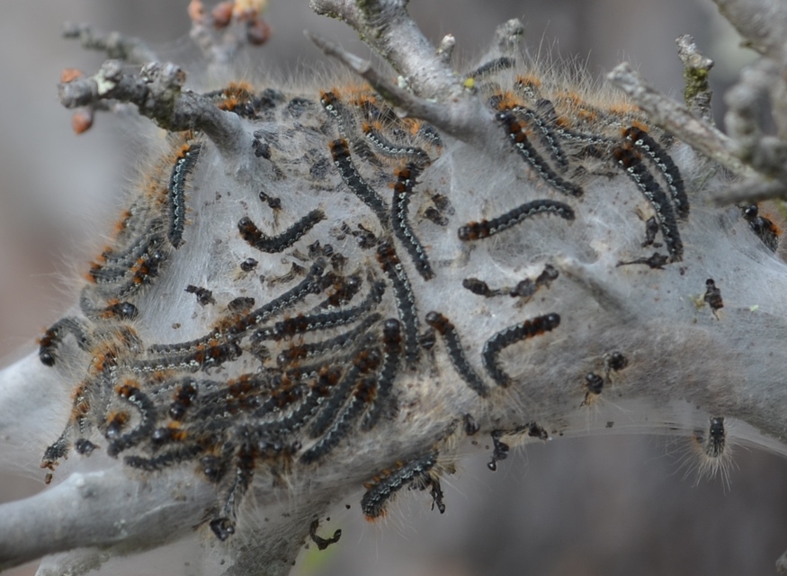 Eriogaster catax - sárga gyapjasszövő