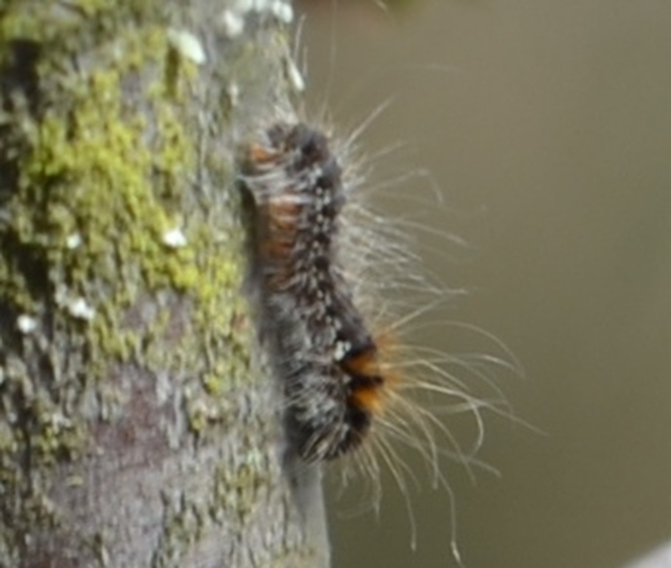 Eriogaster catax - sárga gyapjasszövő
