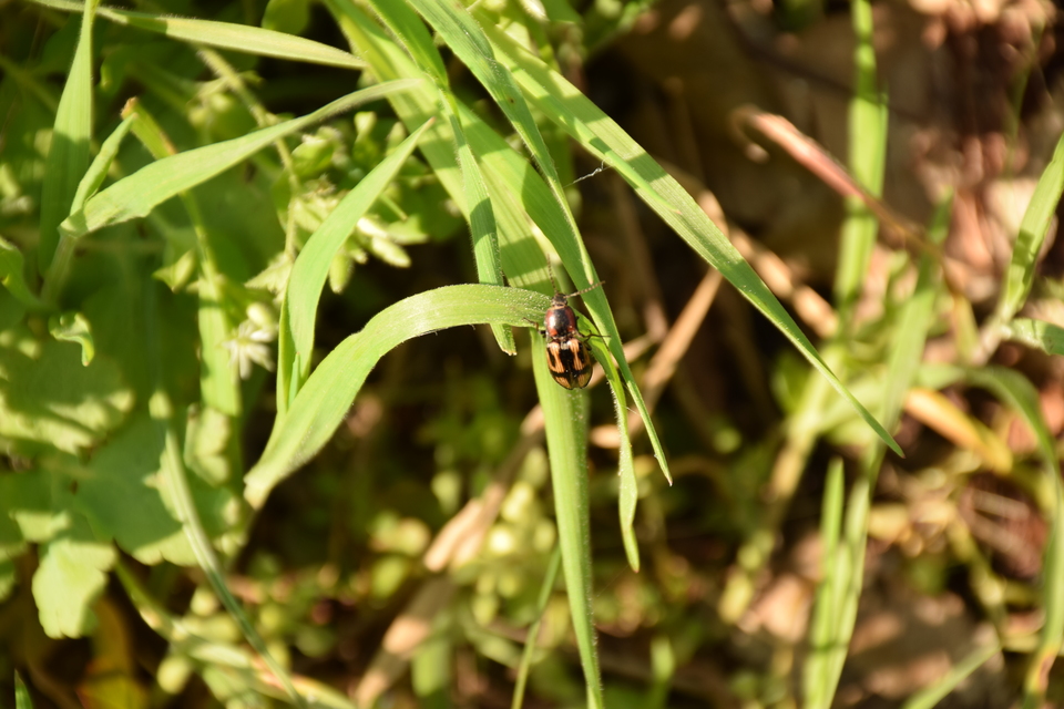 Selatosomus cruciatus - keresztes pattanó