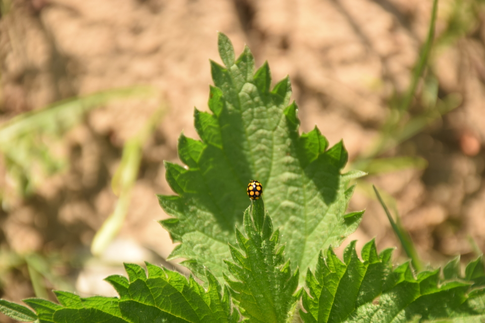 Coccinula quatuordecimpustulata - feketesárga katóka