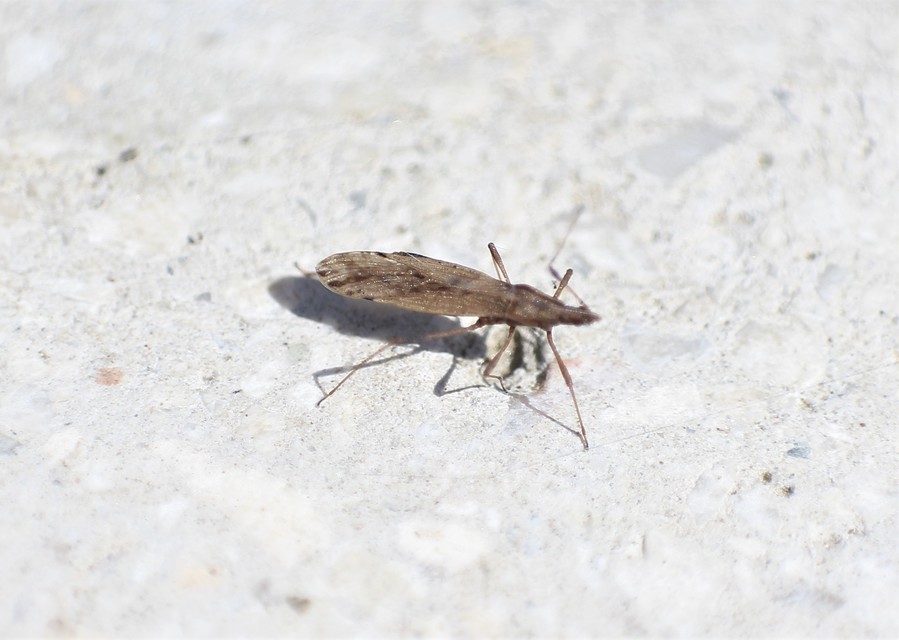Berytinus