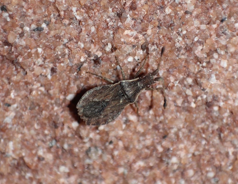 Spathocera lobata - laposcsápú karimáspoloska