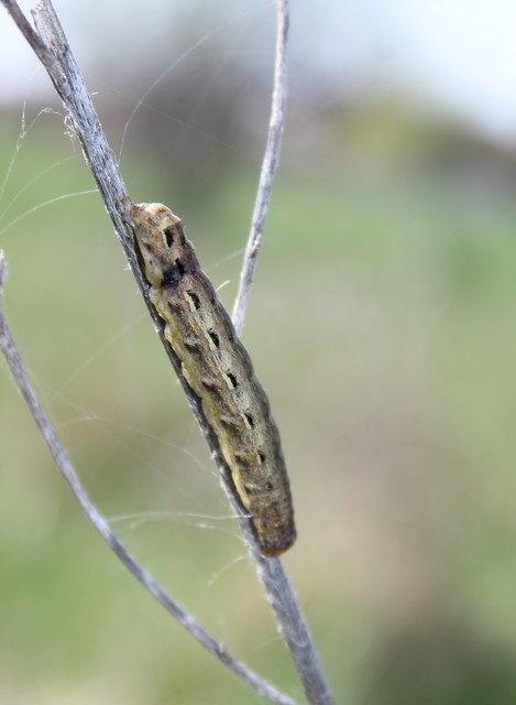 Noctua pronuba - nagy sárgafűbagoly