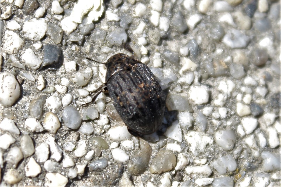 Byrrhus pilula - közönséges labdacsbogár
