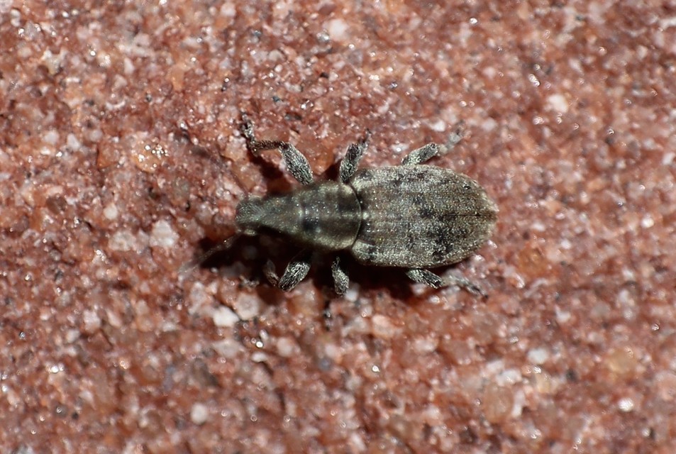 Sitona humeralis - lucerna-csipkézőbogár