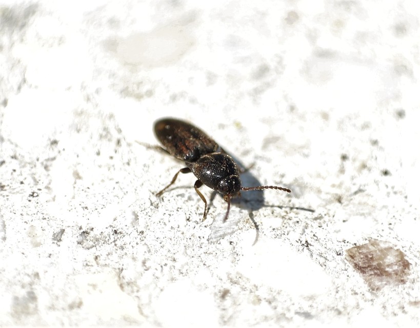 Drasterius bimaculatus - változékony pattanó