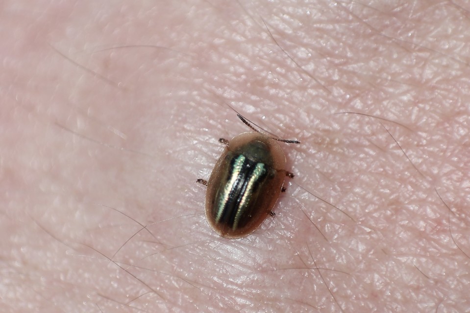 Cassida nobilis - díszes pajzsbogár