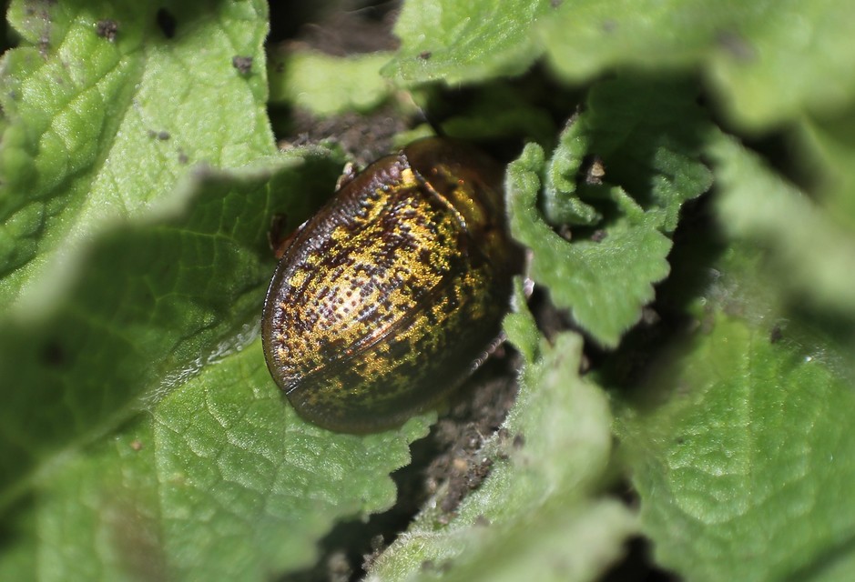 Cassida canaliculata - karimás pajzsbogár