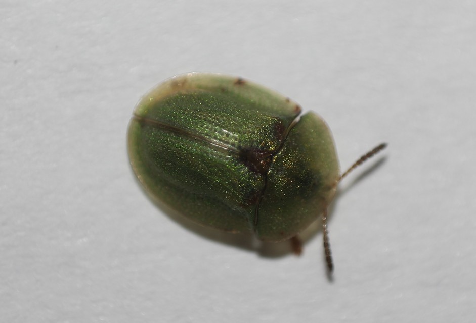 Cassida