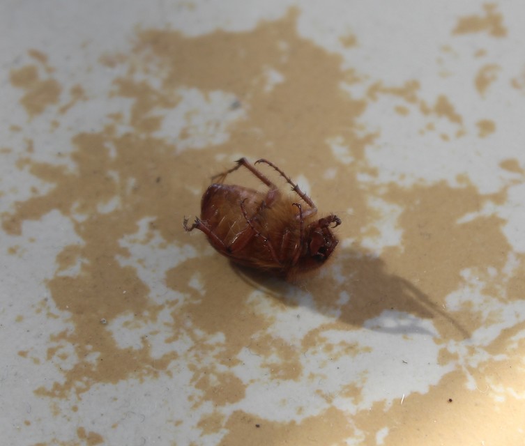 Holochelus aequinoctialis - tavaszeleji cserebogár