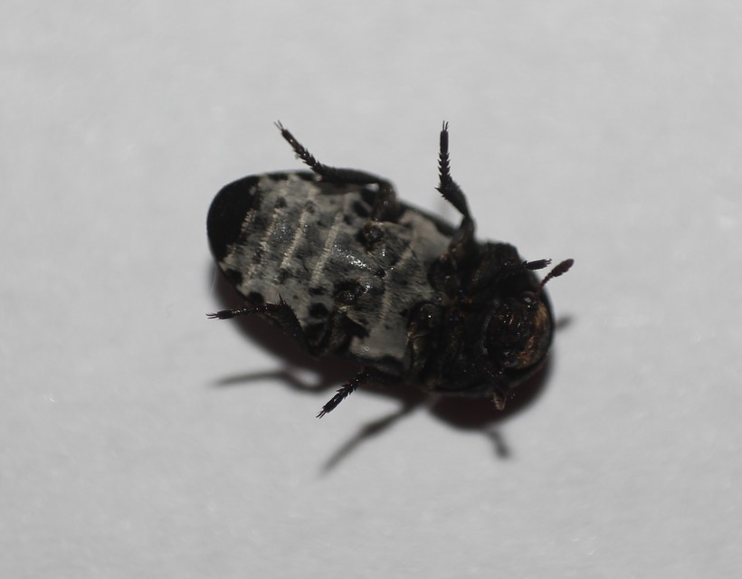 Dermestes laniarius laniarius - gyászos porva (alfaj) Dermestes laniarius laniarius - gyászos porva (alfaj)