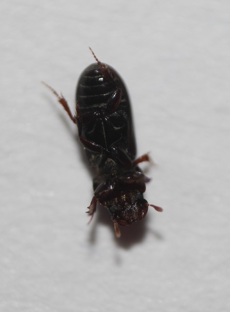 Pleurophorus caesus - hengeres trágyabogár