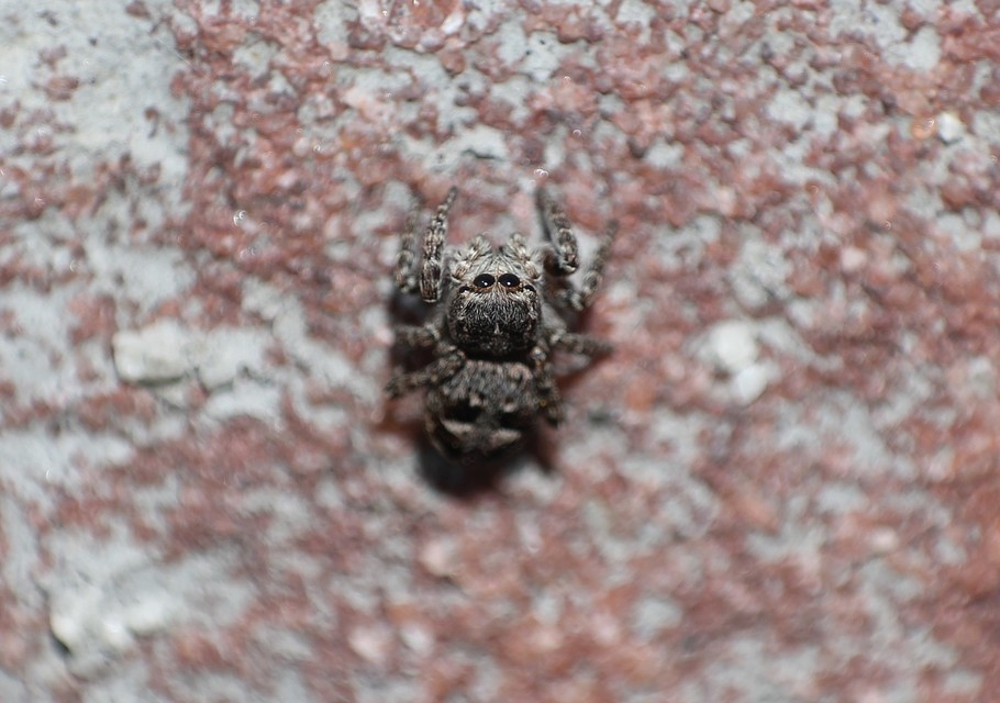 Salticidae - ugrópókok