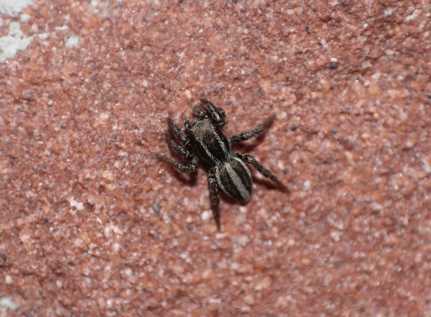 Phlegra fasciata - sávos ugrópók
