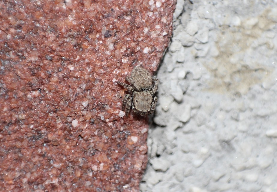 Salticidae - ugrópókok