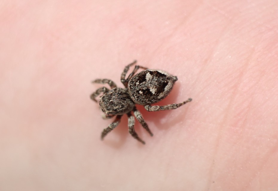 Salticidae - ugrópókok