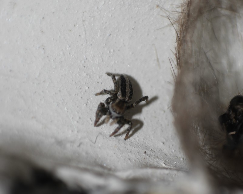 Phlegra fasciata - sávos ugrópók