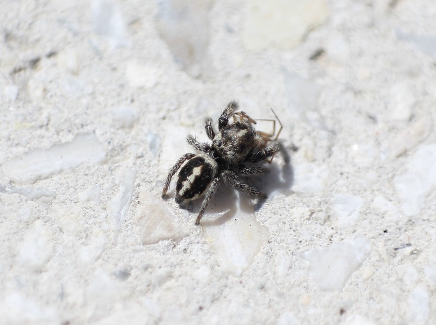 Salticidae - ugrópókok