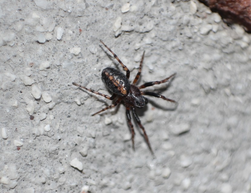 Cercidia
