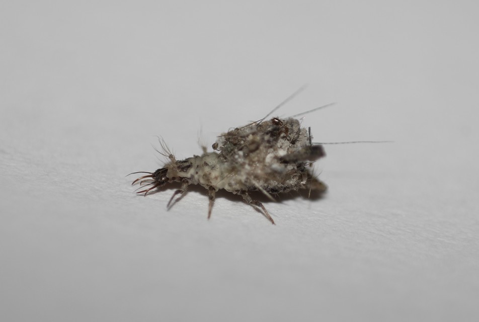 Chrysopidae - zöldfátyolkák Chrysopidae - zöldfátyolkák