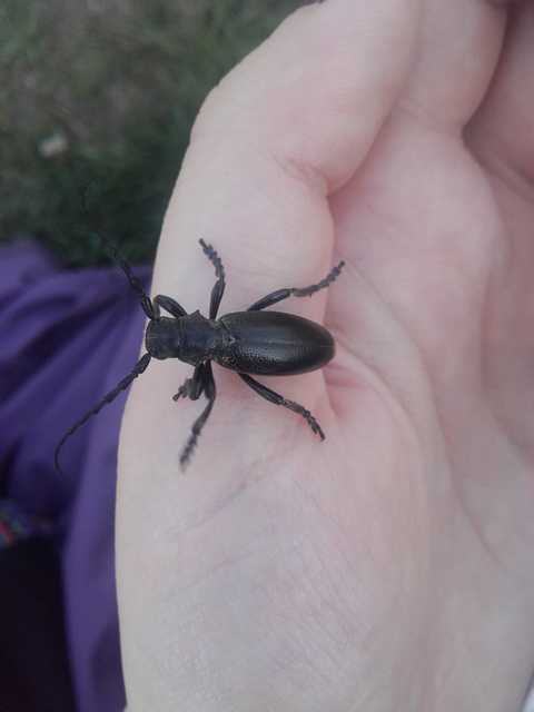 Dorcadion aethiops - fekete gyalogcincér