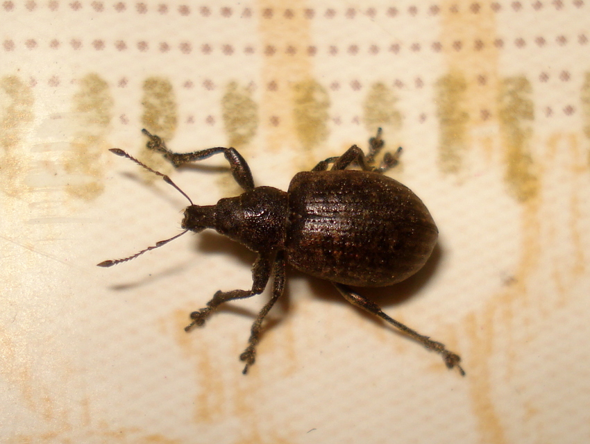 Liophloeus tessulatus - kockás barabolyormányos