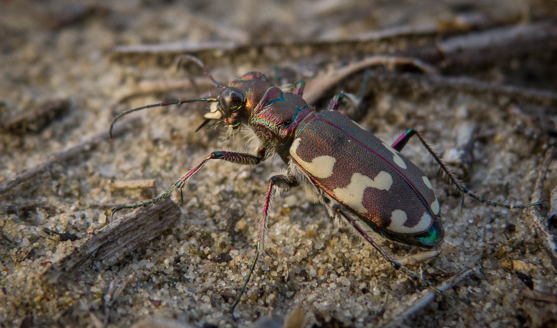 Cicindela hybrida - öves homokfutrinka