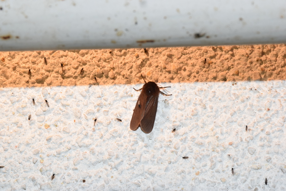 Phragmatobia fuliginosa - füstös medvelepke