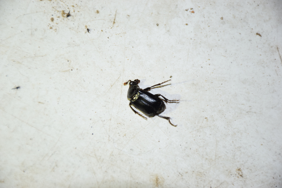 Nicrophorus humator - fekete temetőbogár