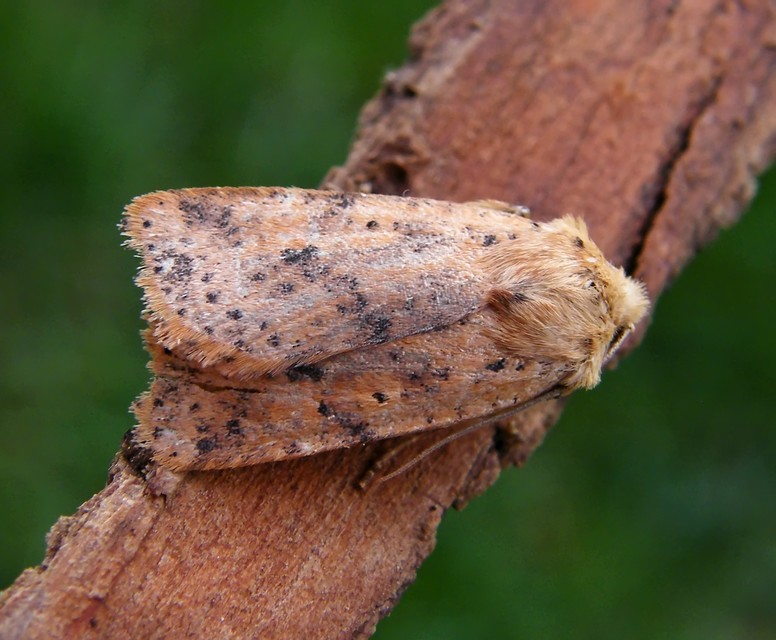 Conistra rubiginea - vörös őszibagoly