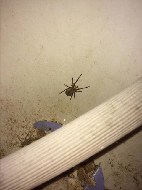 Zoropsis spinimana - tüskéskezű álfarkaspók