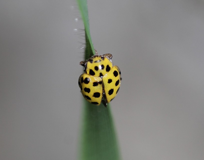 Psyllobora vigintiduopunctata - huszonkétpettyes katica