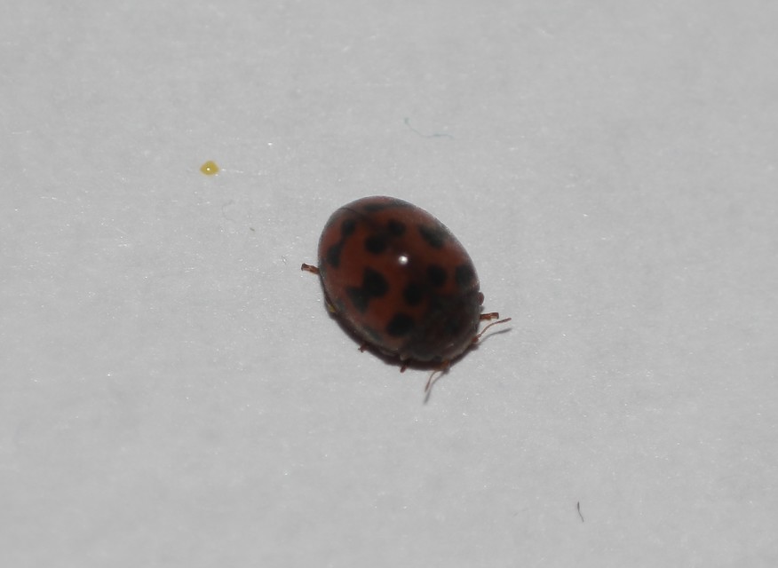 Subcoccinella vigintiquatuorpunctata - lucernaböde