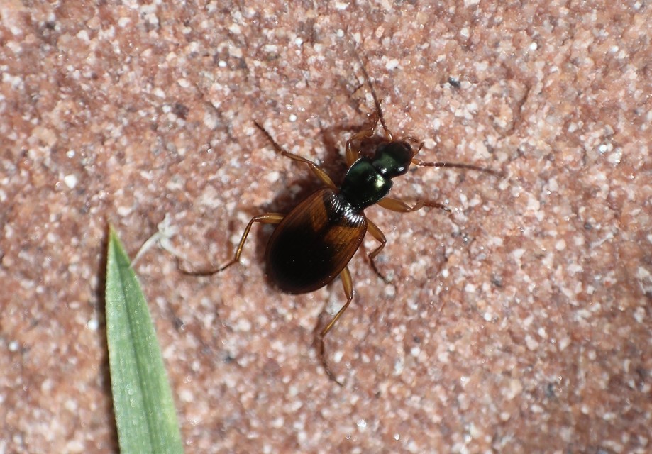 Anchomenus dorsalis - hátfoltos kisfutó