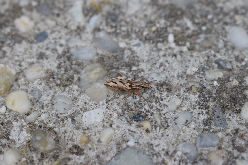 Coniocleonus nigrosuturatus - nyíljegyes barkó