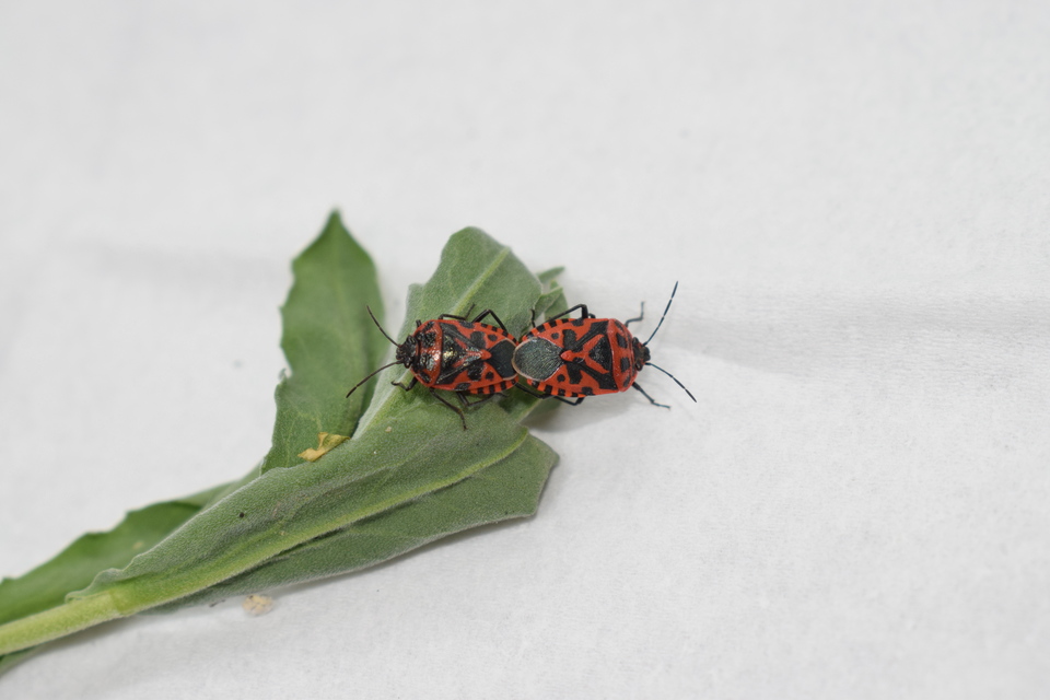 Eurydema ventralis - káposztapoloska Eurydema ventralis - káposztapoloska