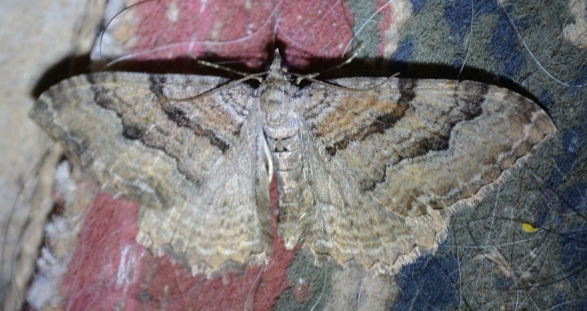 Hydria cervinalis - őzbarna araszoló