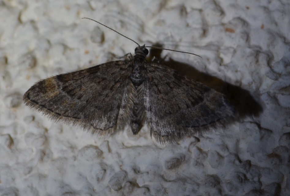 Gymnoscelis rufifasciata - vöröscsíkos törpearaszoló