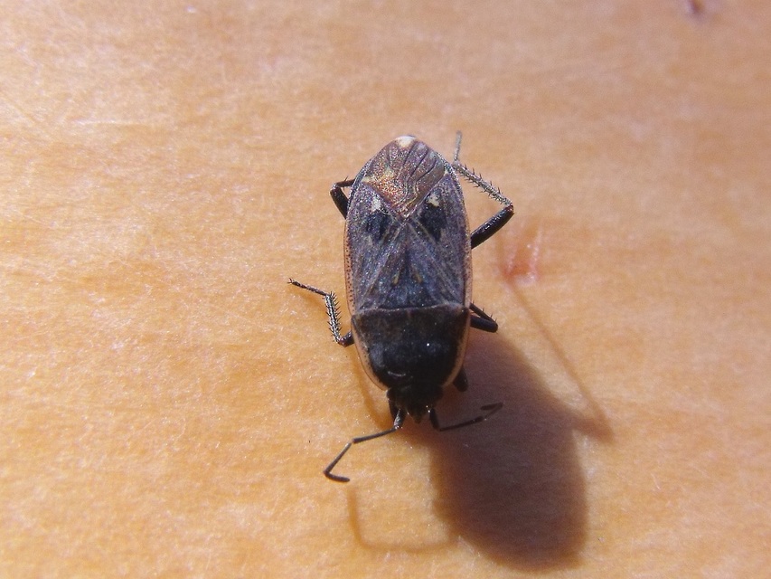 Graptopeltus lynceus - homoki díszesbodobács