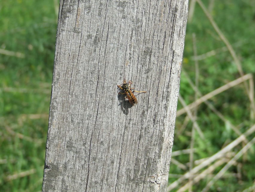 Polistes - papírdarazsak