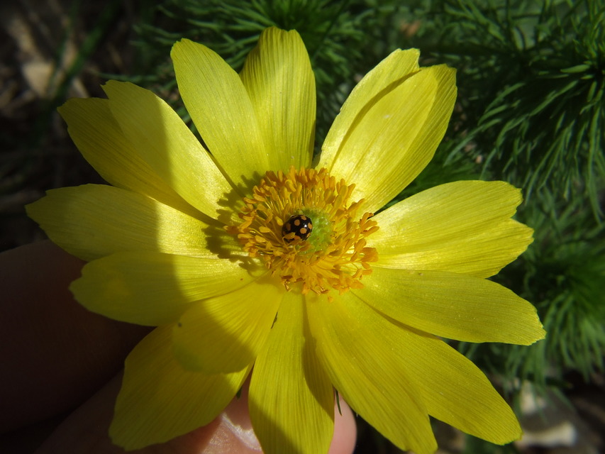 Coccinula quatuordecimpustulata - feketesárga katóka